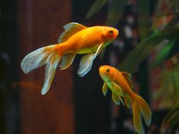 Veiltail gold Fishes
