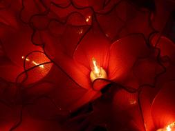 tiny lamps in red flowers, christmas lights