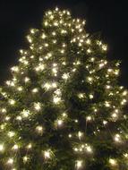 Christmas Fir Tree green