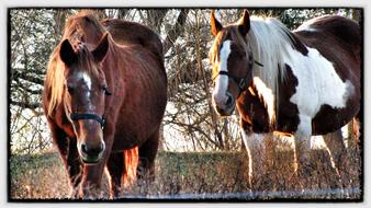 nice Horses Brown And White