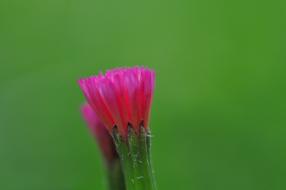 Wild Flower Honduras
