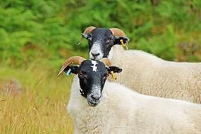 domestic sheep with black head in Scotland