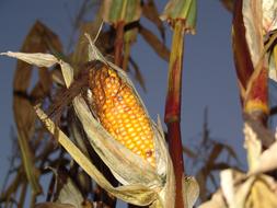 Corn Autumn yellow