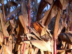 yellow ripe corn on the field