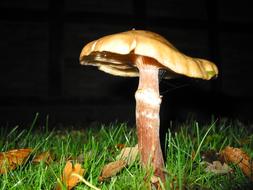 night photo of mushroom among dry leaves