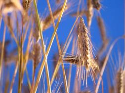 Grain Summer gold