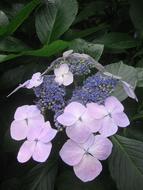 Hydrangea Blue Pink flower
