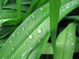 Grasses Drop Of Water
