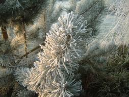 Winter Ice white tree