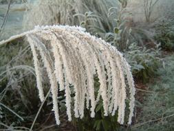 Winter Ice bush