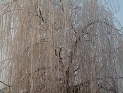 Ice white tree