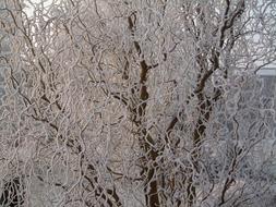 Winter Ice tree