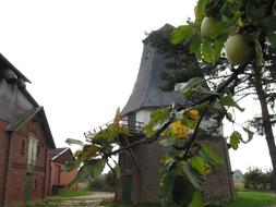 Windmill Autumn tree
