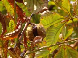 fabulous Chestnut Tree