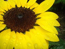 large raindrops on a yellow sunflower