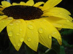 Sunflower Raindrop