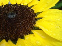 goodly Sunflower Close Up Raindrop