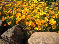 photo of orange marigold in a flower bed