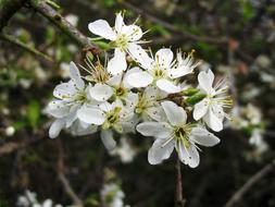 Tree Bloom close-up on blurred background