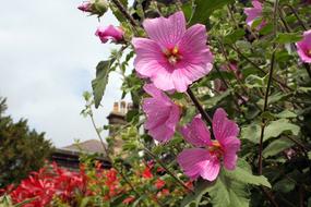 impressively beautiful Flowers Pink