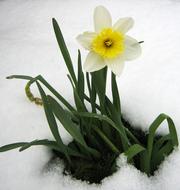 Daffodil growing through Snow