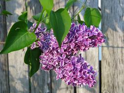 Lilacs Flowers and Leaves