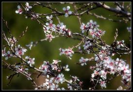 Close-up of the beautiful and colorful, blossoming cherry flowers, on the branches of the tree