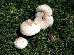 white Mushroom Fungi
