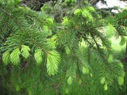 Pine Tree green