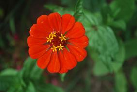 Close-up of the beautiful red and yellow zinnia flower with green leaves
