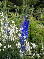 Flowers Blue White green