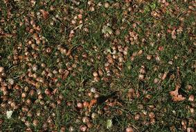Acorn Grass Nuts