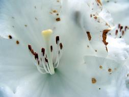 macro photo of stamens in a white bud