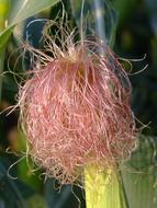 Corn Hair Style pink