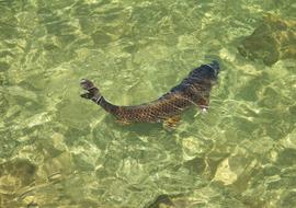 carp is swimming in the pond