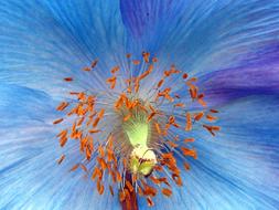 Beautiful blue gradient flower with orange core