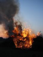 Campfire Flame forest
