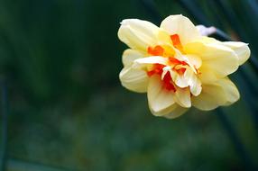 unusually beautiful Daffodil Flower