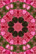 Beautiful pink and green mandala drawing