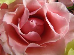 closeup photo of incredibly beautiful Pink Rose Flower