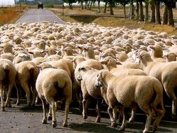 Sheep Livestock road