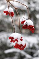 Red Berries Winter snow