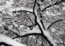 Winter Snow Tree forest