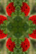 red green Mandala Flower