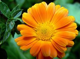 goodly Flower Orange Petal