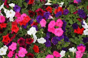 extraordinarily beautiful Petunia Flowers