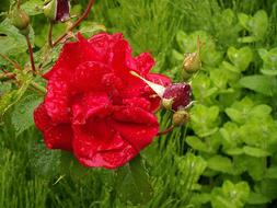 garden rose after rain
