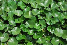 wonderful Lily Pad Leaves in garden