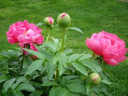 magnificent Garden Spring Flower