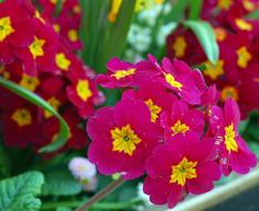 Pink and yellow Primrose in bloom